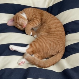 Pet Friendly cat laying on blanket